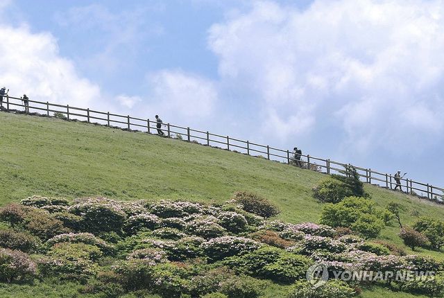 철쭉 만개한 소백산