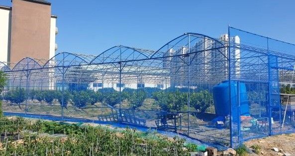 체리 비가림 시설