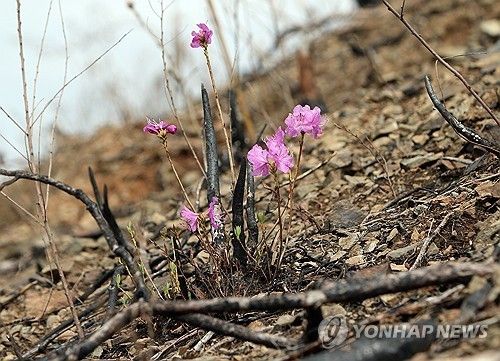 홍성 산불 지역에서 피어난 꽃
