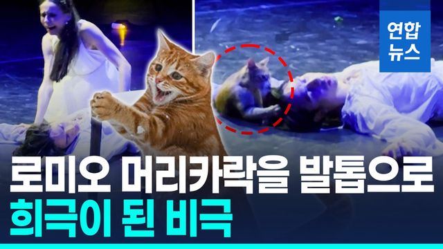 [영상] 발레에 고양이 난입…로미오 죽었는데 '푸하하' 웃음바다 - 2