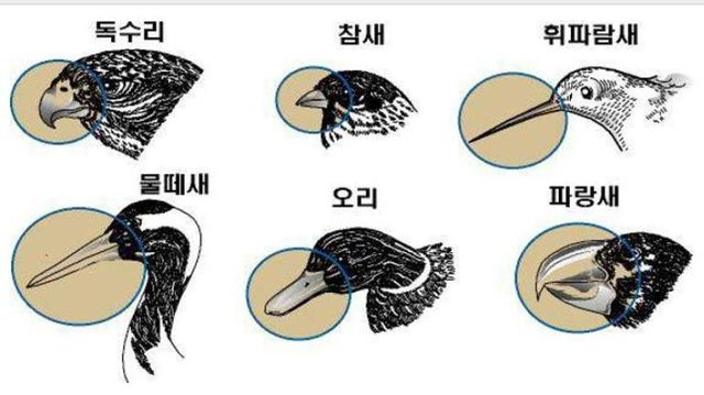 '부리' 이미지