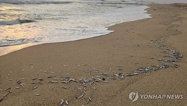 경포해변 멸치떼 대량 발견