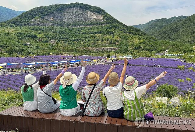 보랏빛 추억을…동해 무릉별유천지 라벤더 축제