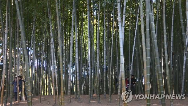 부산 기장군 철마면 아홉산 숲