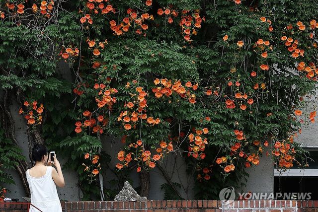 여름 반기는 능소화