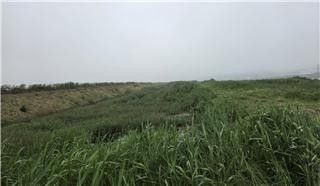군산 금란도