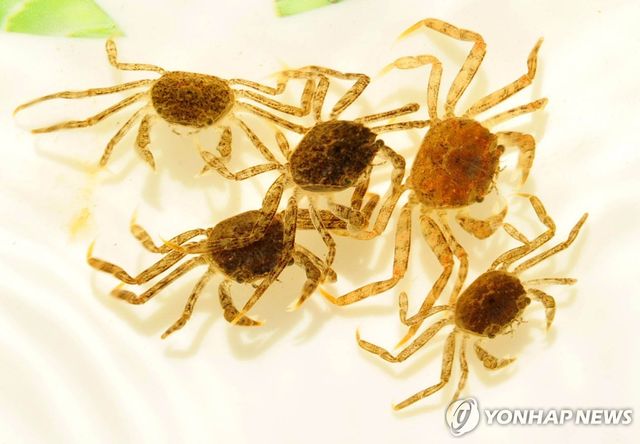 동남참게. [울주군 제공. 재판매 및 DB 금지]
