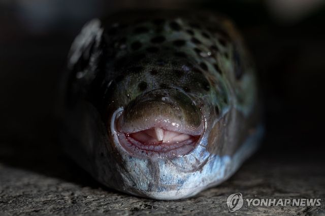 그리스 해역에서 잡힌 복어