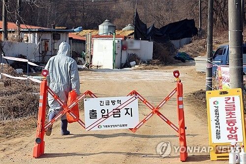평택 돼지농장서 아프리카돼지열병 발생