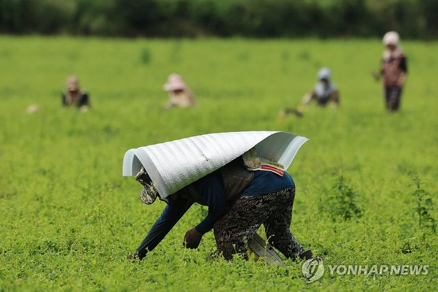 폭염속 야외 농사