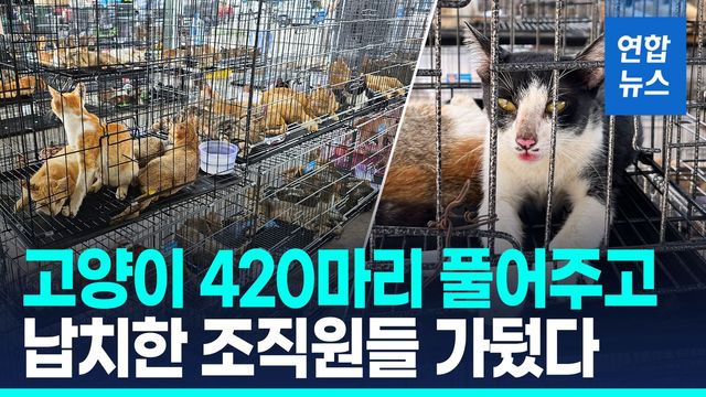 [영상] 식용으로 훔친 고양이 수백마리…베트남서 유통조직 검거 - 2