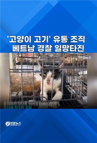 [쇼츠] 베트남 경찰, '고양이 고기' 유통조직 적발 - 2