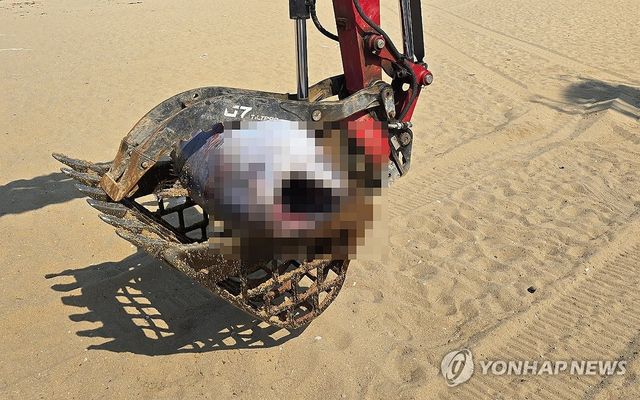 속초 해변으로 떠밀려온 참다랑어 사체