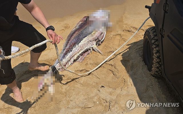 속초 해변으로 떠밀려온 참다랑어 사체