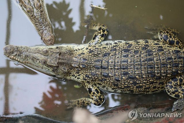 사건이 발생한 동물원의 악어들