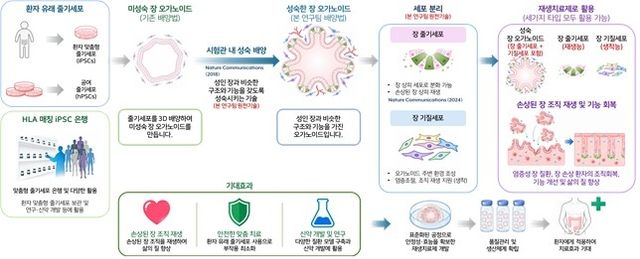 장 오가노이드 기반 재생치료제 개발 및 활용 개요