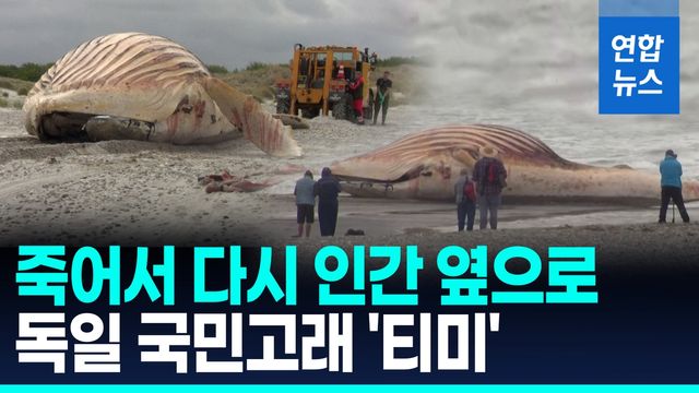 [영상] 풍선처럼 부풀어 해변에 누운 '고래 티미'의 마지막 - 2