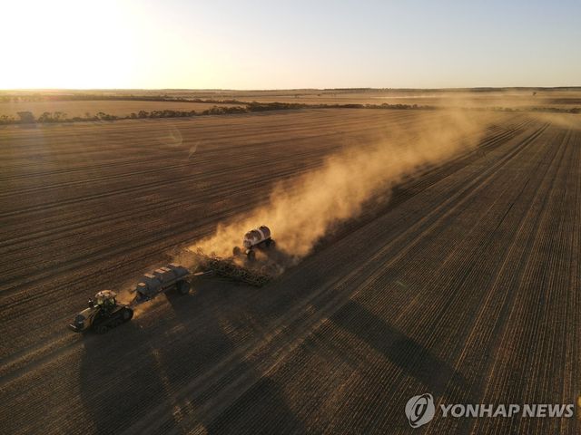 호주 밀밭