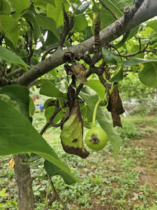 고양서 첫 과수화상병 발생