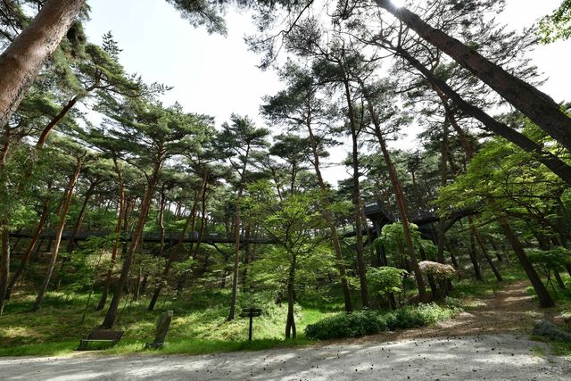 태안 안면도 자연휴양림