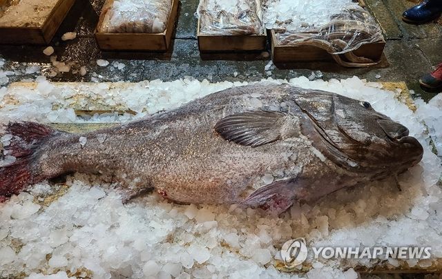 2020년 부산공동어시장 위판에 나온 110㎏짜리 대형 돗돔
