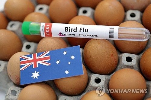 호주 조류인플루엔자(일러스트)