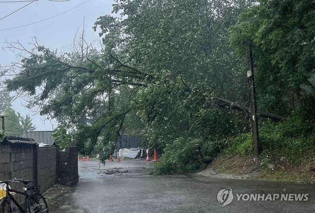 강릉서 강풍과 폭우에 쓰러진 나무