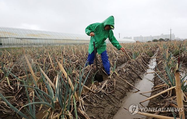2025년 9월 말라 죽은 대파밭 찾은 농민