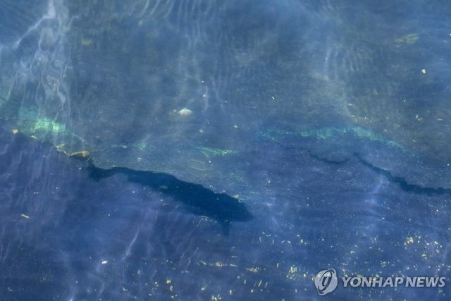 '리플렉팅 풀' 바닥의 파란색 자재가 벗겨진 모습