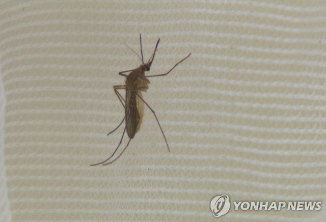 일본뇌염 모기