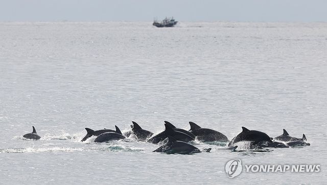 제주 고산 앞바다의 남방큰돌고래