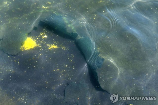 리플렉팅 풀의 파란색 코팅 일부가 벗겨진 모습
