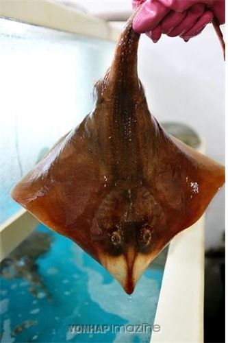 간재미