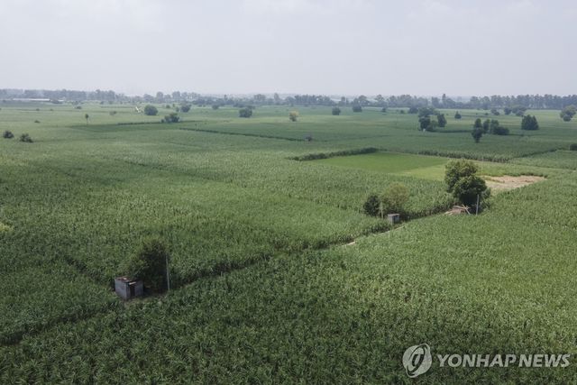 인도 사탕수수 들판