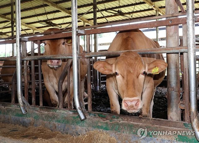 (정읍=연합뉴스) 나보배 기자 = 전북 정읍시 북면의 한 한우농가에서 소가 여물을 먹고 있다. 2025.7.31 warm@yna.co.kr