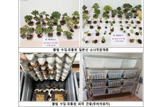 불법 수입·유통된 일본산 소나무분재류와 외국 곤충