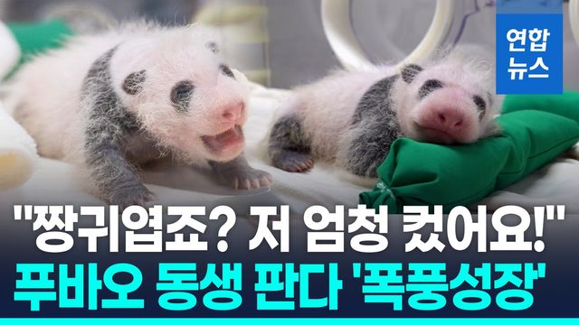 [영상] 3주 만에 몸무게 4배 '쑥'…푸바오 동생 아기 판다 '폭풍 성장' - 2