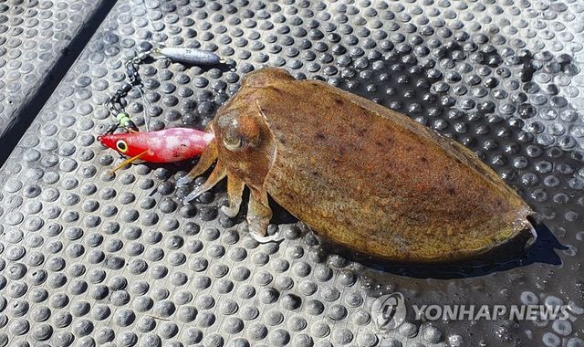 갑오징어