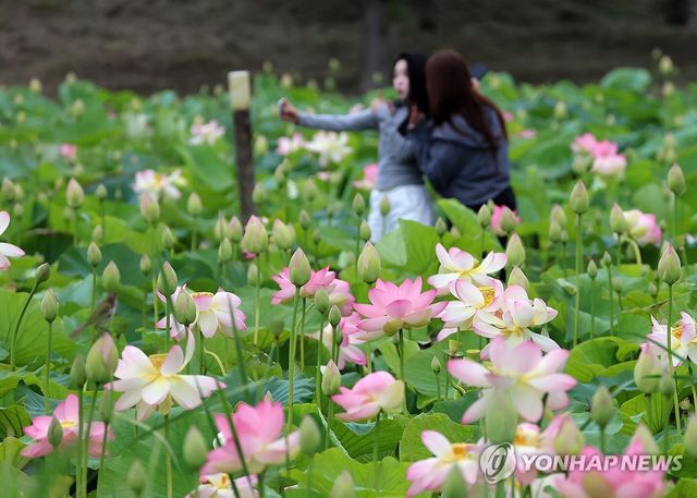 궂은 날씨 속 연꽃 구경