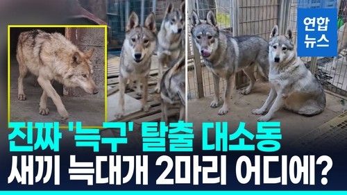늑대개 모두 포획 