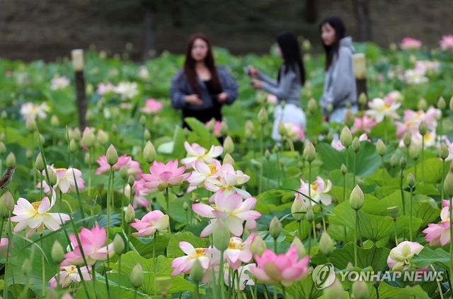 활짝 핀 연꽃…강릉 경포가시연습지 연꽃정원