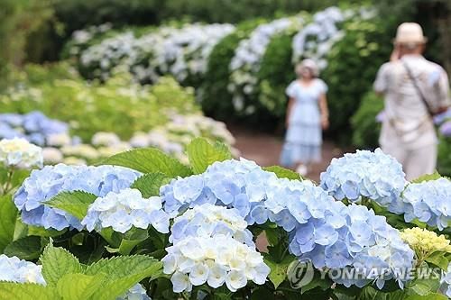 노지 수국의 계절