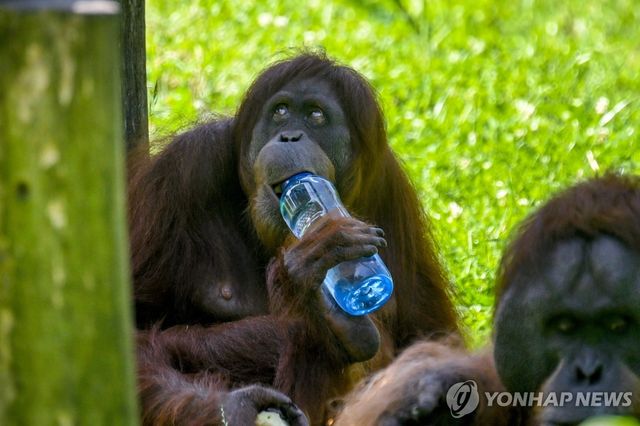 물 마시는 독일 도르트문트 동물원 오랑우탄