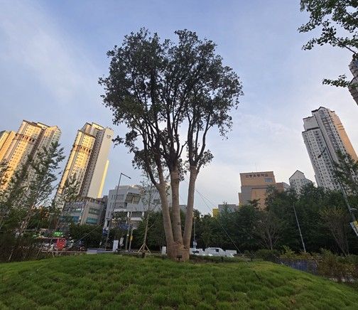 경기정원에 이식된 110여년 수령 측백나무