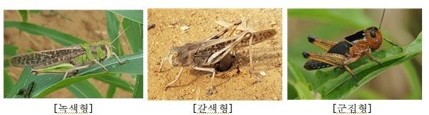 풀무치의 형태
