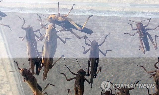 날개 돋아난 풀무치