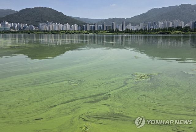 부산환경운동연합은 지난 11일 오전 낙동강 하류 구간인 삼락생태공원, 화명생태공원, 대동선착장, 매리취수장 일대에서 녹조 발생 실태를 확인하고 수질 시료를 채취했다. 사진은 대동선착장 일대 모습. [부산환경운동연합 제공. 재판매 및 DB 금지]