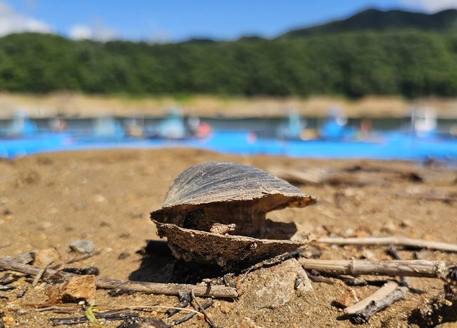 호숫가에 죽은 말조개