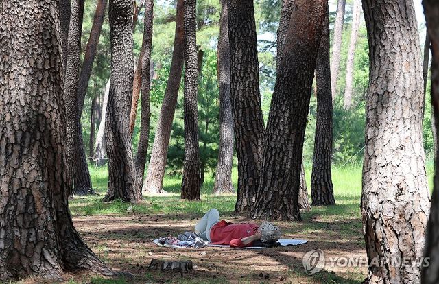 강원 강릉시 초당동의 소나무 숲 그늘에서 한 주민이 바닥에 누워 휴식하며 무더위를 식히고 있다. [연합뉴스 자료사진]