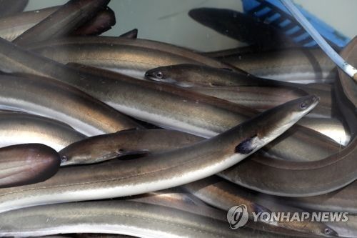 뱀장어